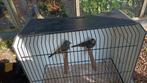 Witvleugel kernbijters, Dieren en Toebehoren, Vogels | Overige Vogels, Mannelijk, Wildzangvogel, Geringd
