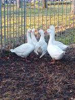 5 ganzen te koop, Dieren en Toebehoren, Pluimvee