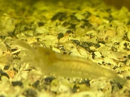 mooi garnaaltjes +gratis drijfplantjes, Dieren en Toebehoren, Vissen | Aquariumvissen, Zoetwatervis, Kreeft, Krab of Garnaal, Schoolvis