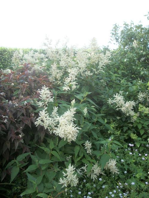 Persicaria Polymorpha en andere, Tuin en Terras, Planten | Tuinplanten, Vaste plant, Overige soorten, Halfschaduw, Zomer, Ophalen