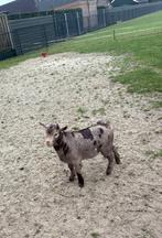 Prachtig jong dwerg bokje bok met maanvlekken maanvlek, Dieren en Toebehoren, Mannelijk, Geit, 0 tot 2 jaar
