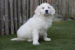 Magnifiques chiots Golden Retriever avec pedigree, Animaux & Accessoires, Chiens | Retrievers, Épagneuls & Chiens d'eau, Golden retriever