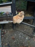 3 zijdehoenders, Meerdere dieren, Kip