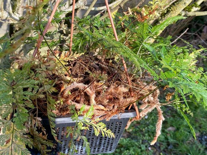 Varen: hazenpoot gekocht in 20 19, Tuin en Terras, Planten | Tuinplanten, Varens, Halfschaduw, Ophalen of Verzenden