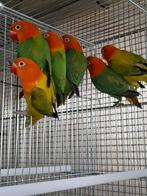 Groene opaline fischeris en blauwe opaline fischeris, Dieren en Toebehoren, Vogels | Parkieten en Papegaaien
