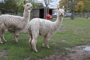 Suri alpaca jongen beschikbaar voor biedingen