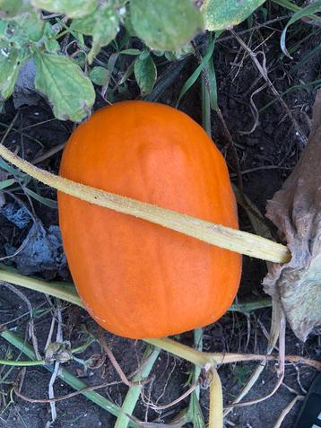 Pompoenen hoge pompoenen bio pompoenen beschikbaar voor biedingen