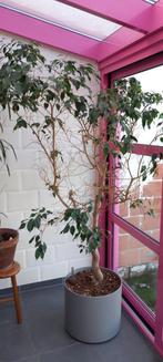 Ficus latexboom, Maison & Meubles, Plantes d'intérieur, Ficus, En pot, Enlèvement, 100 à 150 cm