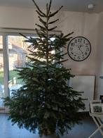 Gratis kerstboom nordman  2.50 hoog met wortel, Ophalen, In pot
