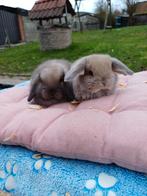 Minilop Bunnies, couple, sœur et frère, Animaux & Accessoires, Lapins, Petit