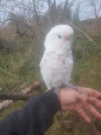 Tamme goffini papegaai, Dieren en Toebehoren, Vogels | Parkieten en Papegaaien, Mannelijk, Papegaai, Pratend