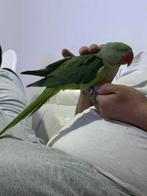 Super tamme alexander papegaai met kooi, Papegaai