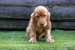 rode cocker pup, beide ouders zijn hier aanwezig, Dieren en Toebehoren, België, Reu, CDV (hondenziekte), 8 tot 15 weken