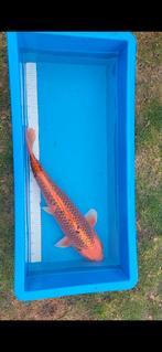 Japanse koi 40-75 cm, Dieren en Toebehoren, Vissen | Vijvervissen