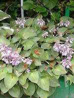 Hosta "Blue Blush", Ophalen, Vaste plant