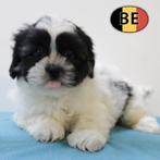 Lhasa Apso (reutje) pup te koop (Belgisch), Dieren en Toebehoren, België, CDV (hondenziekte), 8 tot 15 weken, Eén hond