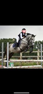 D-pony, Dieren en Toebehoren, Gechipt, Ruin, Springpony, 3 tot 6 jaar