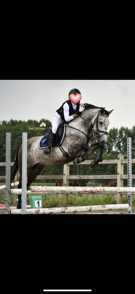 D-pony, Dieren en Toebehoren, Pony's, Ruin, L, D pony (1.37m tot 1.48m), Springpony, 3 tot 6 jaar, Gechipt, Ontwormd, Ingeënt