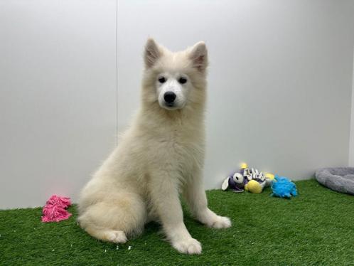 Samojeed pup, Dieren en Toebehoren, Honden | Poolhonden, Keeshonden en Oertypen, Teef, Overige rassen, Fokker | Professioneel