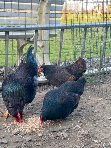 Broedeieren Barnevelder kriel, Dieren en Toebehoren, Pluimvee, Meerdere dieren, Kip