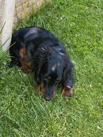 Langharige teckel reuke, Dieren en Toebehoren, Honden | Teckels en Dashonden, België, 15 weken tot 1 jaar, Reu, CDV (hondenziekte)