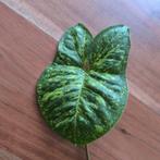 Syngonium Panda, Ophalen of Verzenden