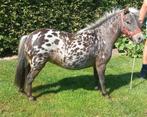 Meerdere Merrie's, Dieren en Toebehoren, Hengst