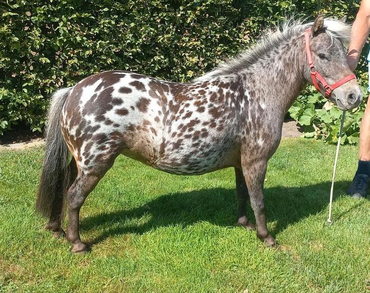 Meerdere Merrie's, Dieren en Toebehoren, Pony's, Hengst