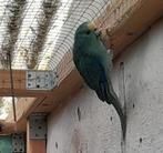 Blauwe Kakariki Man 2025, Dieren en Toebehoren, Mannelijk, Parkiet, Geringd