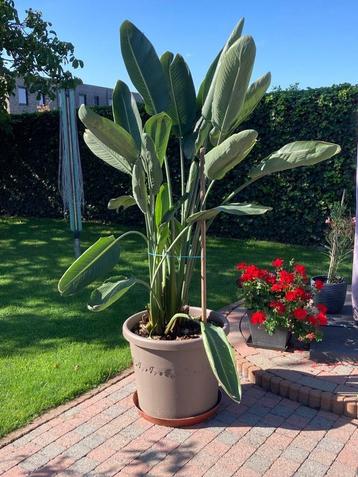 Strelitzia Reginea ( vogelbekbloem ) H; 1.60 M 