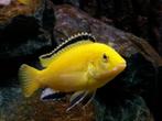 Malawi cichlide ( Labidochromis caeruleus ), Dieren en Toebehoren, Vis, Zoetwatervis, Schoolvis