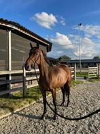 Springpaard te koop, Merrie, Springpaard, Gechipt, 7 tot 10 jaar