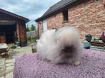 Teddy dwerg dwergkonijn rammetje, Dieren en Toebehoren, Konijnen, Mannelijk, Dwerg, 0 tot 2 jaar