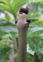 Es - Fraxinus excelsior, Ophalen