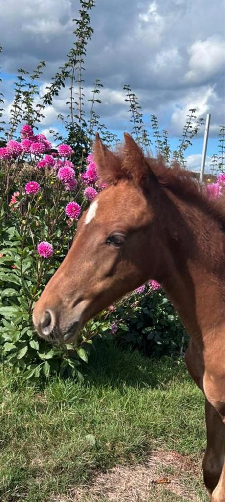 D ponyveulen uit topmoederlijn, Dieren en Toebehoren, Pony's