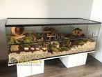 Hamster terrarium goudhamster – Schuifruiten, Dieren en Toebehoren, Minder dan 60 cm, Nieuw, Ophalen of Verzenden, 75 tot 110 cm