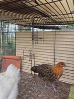 Goudbrakel - hen, Dieren en Toebehoren, Vrouwelijk, Kip