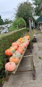 Pompoenen en Butternut € 0,50 per kg., Diversen, Ophalen