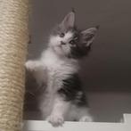 Maine Coon kittens te koop, Dieren en Toebehoren, Katten en Kittens | Raskatten | Langhaar, Gechipt, Meerdere dieren, 0 tot 2 jaar