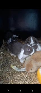 Baby konijntjes NHD dwergkonijn tjes, Dieren en Toebehoren, Konijnen, Meerdere dieren, Dwerg, Hangoor, 0 tot 2 jaar