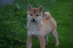 Shiba inu pups keuze uit 3 verschillende kleuren, Dieren en Toebehoren, Honden | Poolhonden, Keeshonden en Oertypen, 15 weken tot 1 jaar