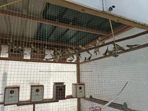 Valkparkieten, lovebirds Paddas, Dieren en Toebehoren, Vogels | Parkieten en Papegaaien, Meerdere dieren