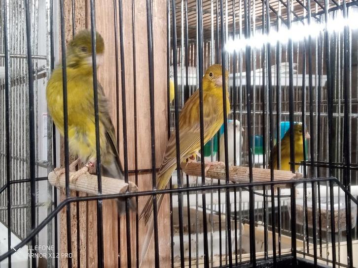 Irish fancy 6 koppels ., Dieren en Toebehoren, Vogels | Kanaries