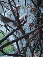 Zebravinken, Dieren en Toebehoren, Vogels | Overige Vogels