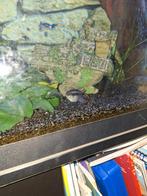 4 kersenbuik chiclides, Dieren en Toebehoren