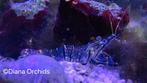 🪸Zeeaquarium Garnaal Palaemon elegans
