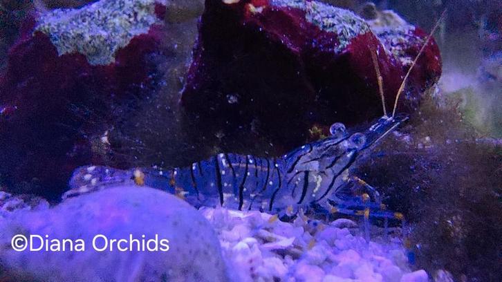 🪸Zeeaquarium Garnaal Palaemon elegans, Dieren en Toebehoren, Vissen | Aquariumvissen