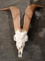 Schedel van een bok, Enlèvement ou Envoi, Crâne