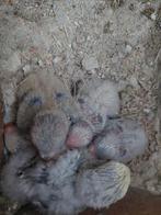 Roseicollie babys handtam handopfok, Dieren en Toebehoren, Vogels | Parkieten en Papegaaien