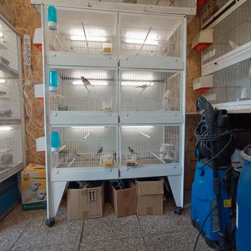 canari beschikbaar voor biedingen